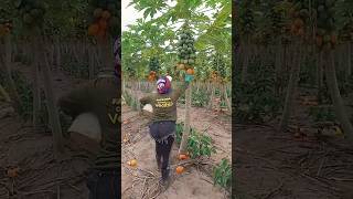 Download Lagu Jangan heran jika buah pepaya matang ini di buang #pepaya #panenpepaya MP3