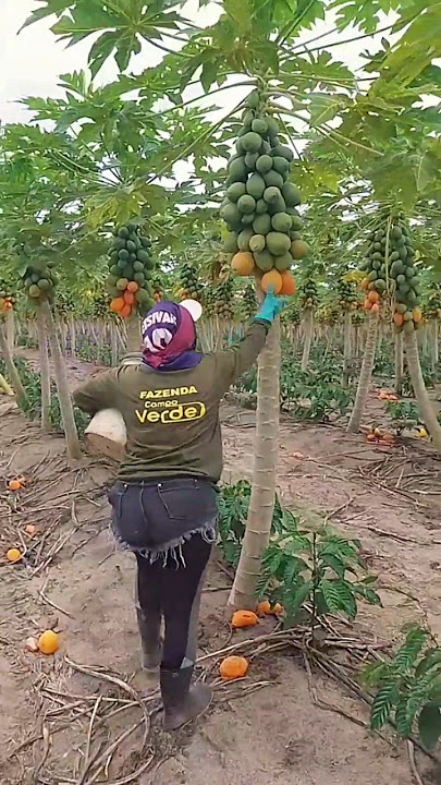 Jangan heran jika buah pepaya matang ini di buang #pepaya #panenpepaya