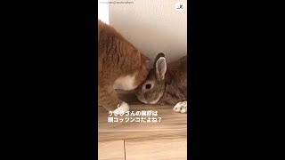 ウサギ流の挨拶を覚えたはずのニャンコ。でも、ウサギさんへの気持ちを抑えきれず…次の瞬間(ﾟДﾟ)！ #Shorts