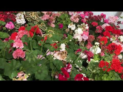 Video: Kodėl Pelargonijos Nežydi Ir Ką Daryti, Norint Padėti Gėlei