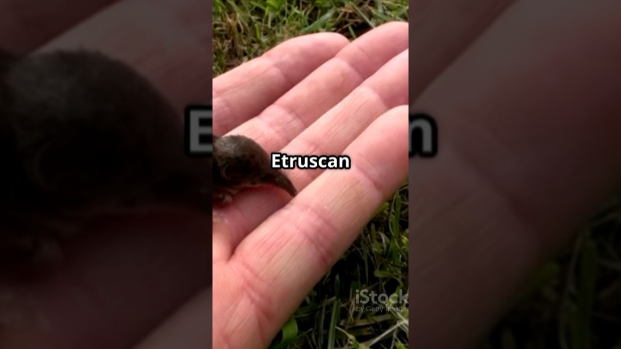 The Tiny World of the Etruscan Shrew! | Etruscan Shrew | facts | by nature unleashed