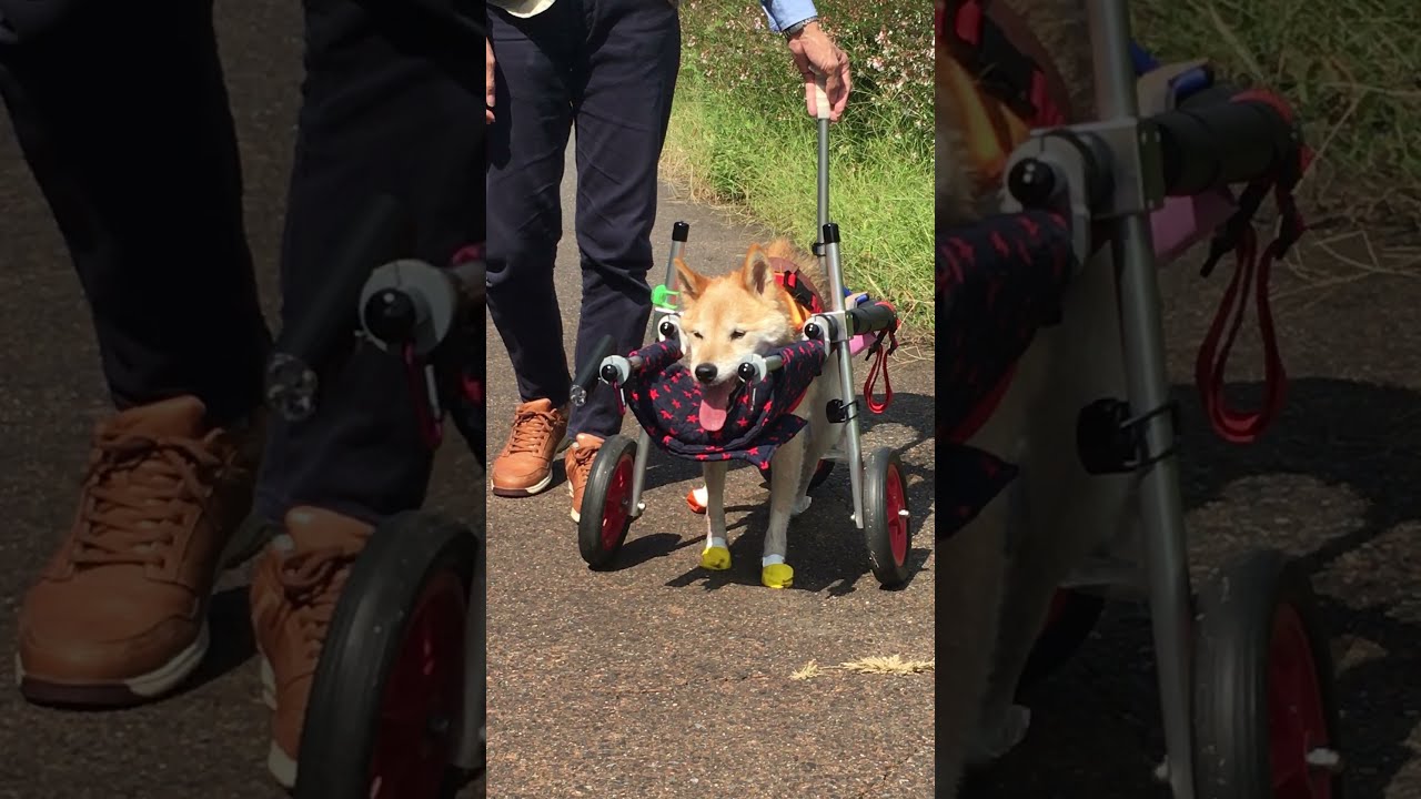 .. はな工房の犬用車椅子　新潟県　柴犬　ともちゃん♪