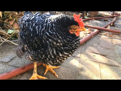 Video: Zašto umiru kokoši i pilići – Spašavanje umiruće biljke Sempervivum