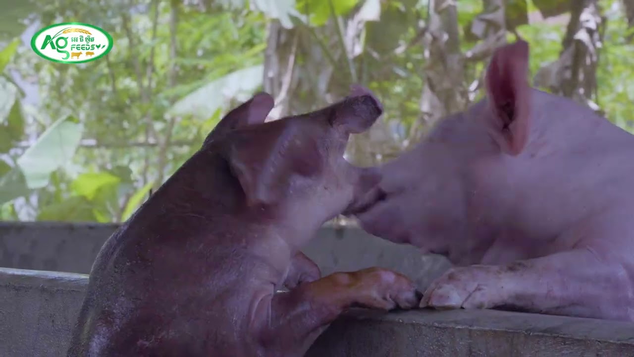 បញ្ហាក្អក ផ្តាសាយ ផ្លូវដង្ហើម ជាបញ្ហាមួយដែលកសិករកំពុងមានការព្រួយបារម្ភ!