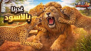 حرب السيطرة انتقام الفهود والنمور: تحالف أطاح بملك الغابة! 🔥: Roblox Savannah Life