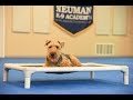 Indy (Welsh Terrier) Boot Camp Dog Training Video Demonstration の動画、YouTube動画。