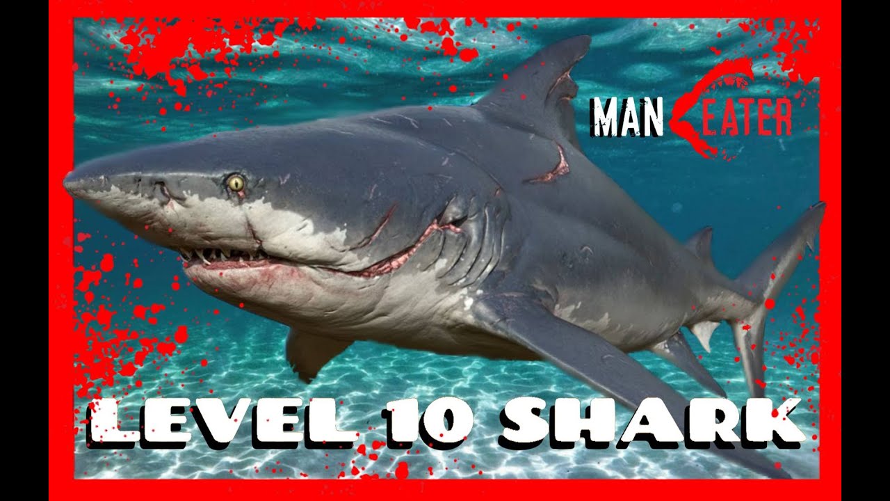 MANEATER PLAYSTATION 4 GAMEPLAY PART 4 LEVEL 10 ADULT SHARK + KILLING