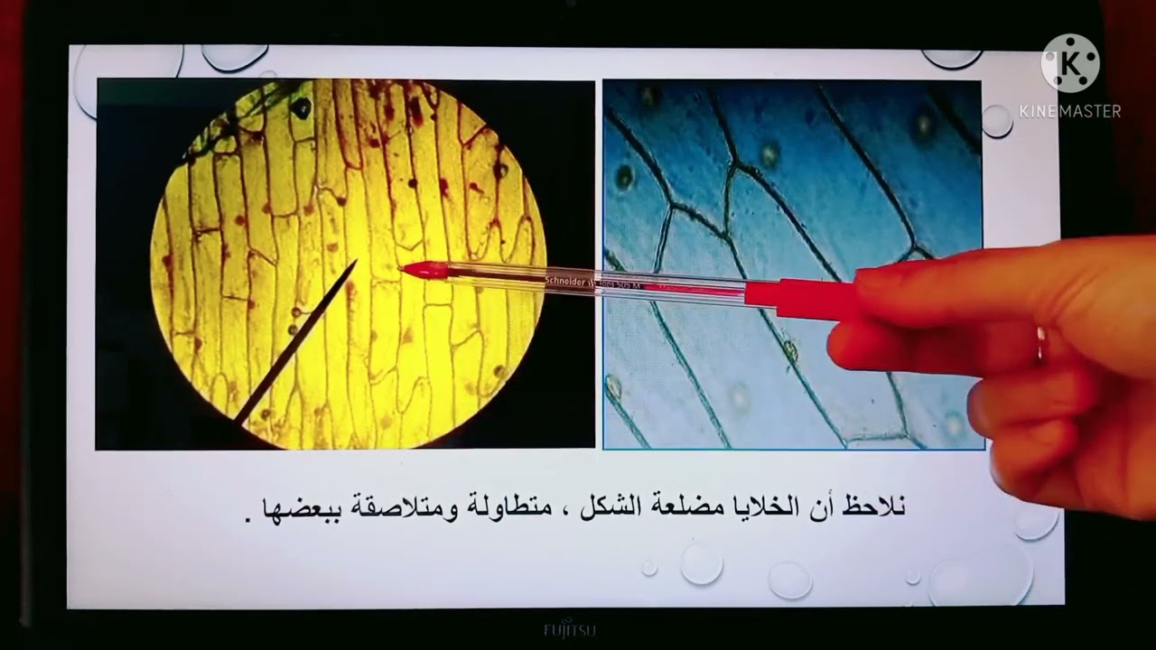 دراسة الخلية بالمجهر الضوئي🔬 خلية حيوانية+نباتية+الخميرة+برامسيوم والبكتيريا 🧫🥰