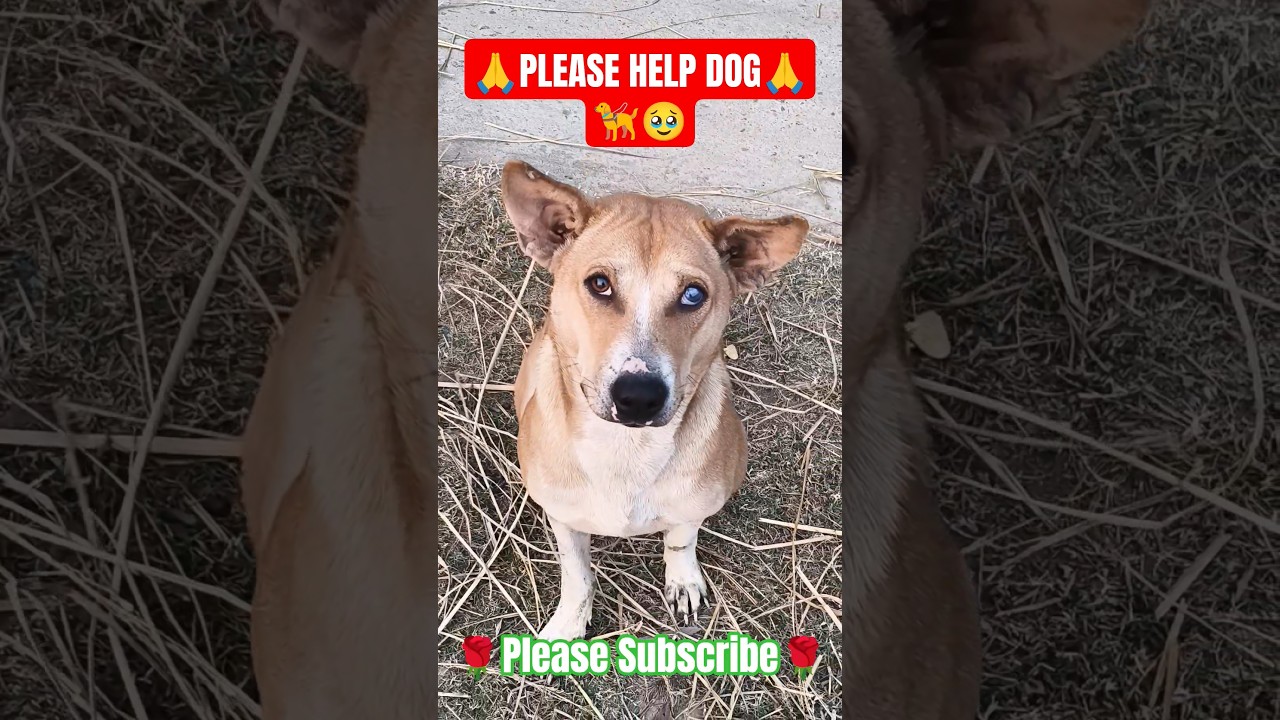 ♥️Street Dog🦮🐕