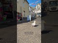 Meet Roger, the seagull with a job