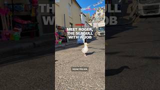 Meet Roger, the seagull with a job