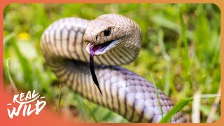 Wild Australia The Most Dangerous Place On Earth 4K