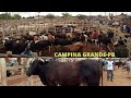 FEIRA DO GADO DE CAMPINA GRANDE-PB/ LOTADA TIVE QUE FAZER 2 VIDEOS 30/06/2021