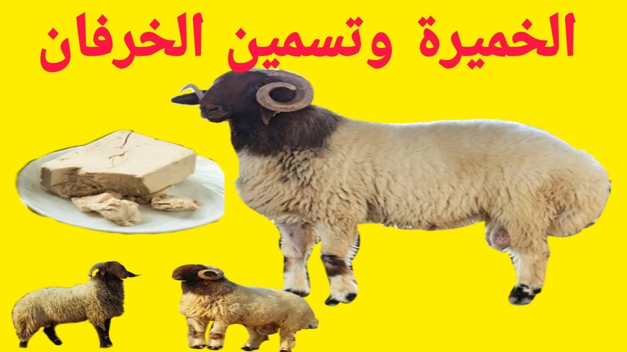 خميرة الخبز والخميرة الفورية كيف تستخدم لرفع اوزان الخرفان..وزيادة إنتاج النعاج . مع د/السيد الطوخي
