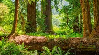 Peaceful Forest Trails | Nature Sounds & Gentle Music for Relaxation (24/7 Live) screenshot 2