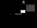 পার্থেনোজেনেসিস HSC botany chapter 10 উদ্ভিদ প্রজনন #biology #botany #study #parthenogenesis