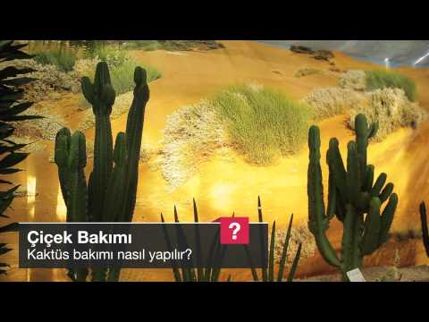 Kaktüs Bakımı Nasıl Yapılır?