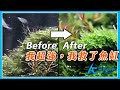 給藻類的三大重擊！｜AC草影水族