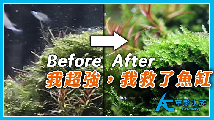 给藻类的三大重击！｜AC草影水族 - 天天要闻