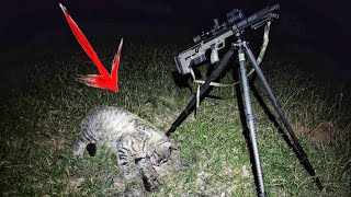 FERAL CAT SHOOTING Pulsar Thermion 2 XL50 + Skopecam FALLOW DEER Hunt by Tony Gillahan 4,336 views 2 months ago 9 minutes, 48 seconds