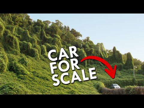 Kudzu: The Vine That Covered The South In Darkness - YouTube