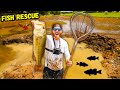 Rescuing BIG BASS from Dried Up Pond (Fish Rescue)