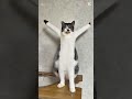 猫ダンス #cat #猫 #保護猫 #猫動画 #ネコ #振付動画 #funny