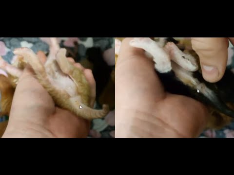 КАК ПРАВИЛЬНО ОПРЕДЕЛЯТЬ ПОЛ новорождённых КОТЯТ/Кот или кошечка/How to Tell the Sex of a Kitten