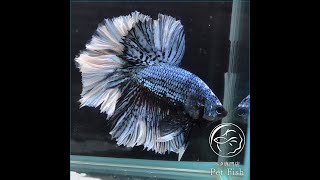 ベタ 熱帯魚 生体 ショーベタ グリーンドラゴンバタフライ オス　ブラック系1650