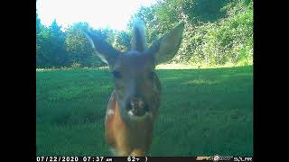 Fawn Walking Up
