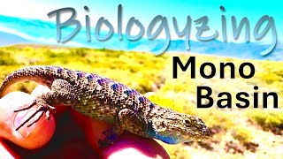 Biologyzing Mono Basin