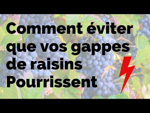 Vidéo: Qu'est-ce que la pourriture estivale des grappes : traitement de la pourriture des grappes de raisins