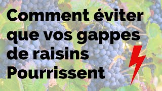 Download Lagu Vigne, STOP à la pourriture des grappes, les règles incontournables et les solutions MP3