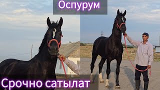 Сласка Кунан Сатылат Тел996 770 249 387