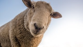 7 Interesting Facts About Wool