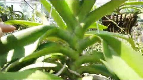 Chậu Lan Ngọc Điểm rừng chuẩn bị hoa tết 2020, cây rất to