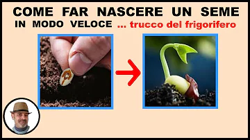 Quanto tempo ci vuole per far germogliare un seme?