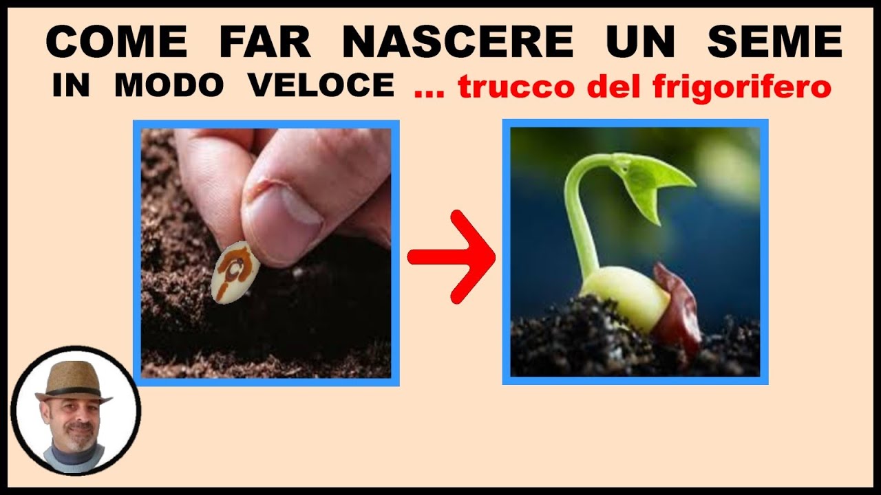 COME FAR NASCERE UN SEME in modo veloce YouTube