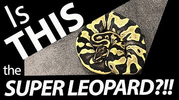 Is THIS the SUPER LEOPARD Ball Python?!