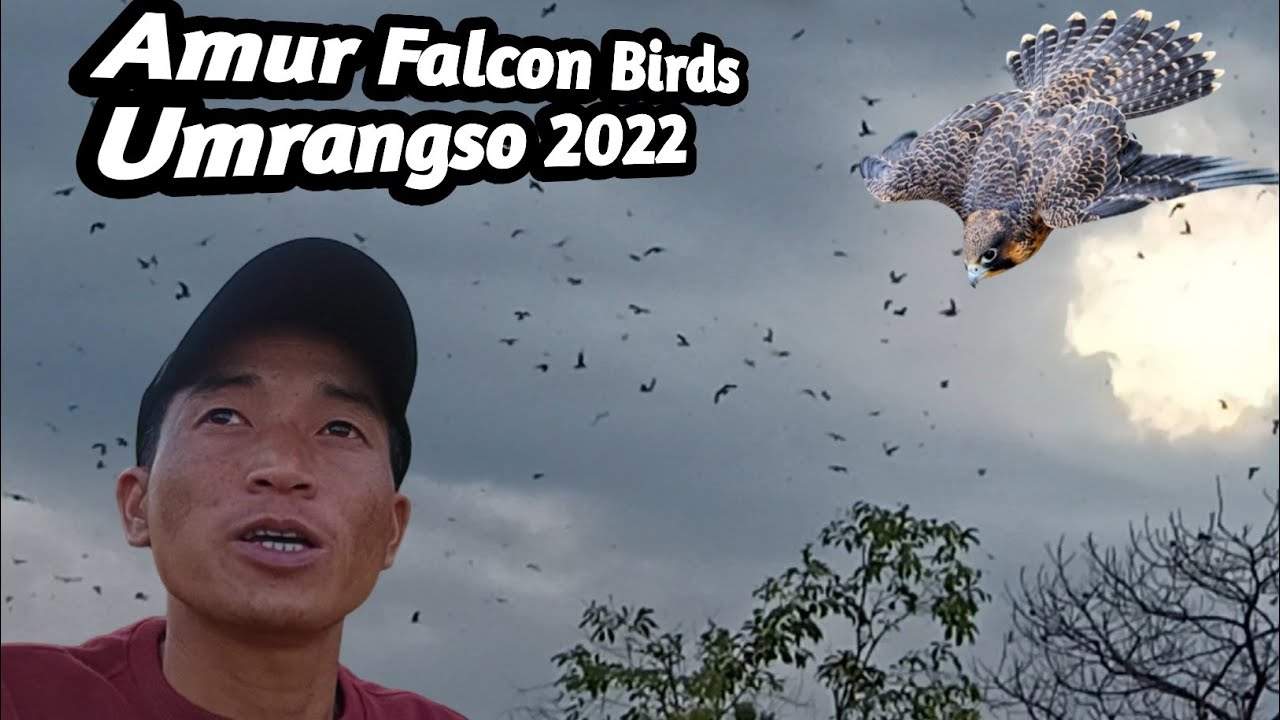 Amur Falcon 🦅Birds||Umrangso Dima Hasao || Assam 2022 