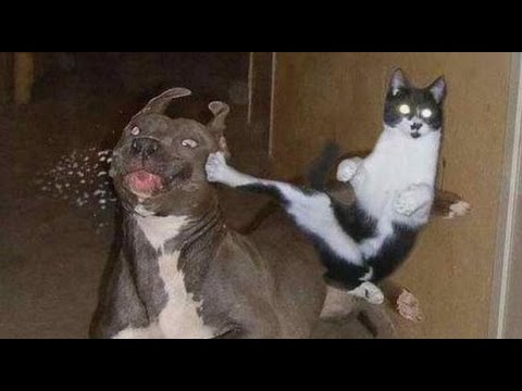  War  of cats  and dogs 2021 Videos Funny 2021 YouTube