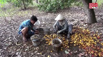 6 tháng đầu năm: Xuất khẩu được gần 280.000 ngàn tấn điều