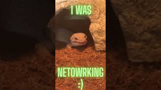My Gecko Started a Business