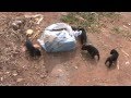 Maldade - Filhotes de cachorro são abandonados dentro de saco amarrado como se fosse lixo.