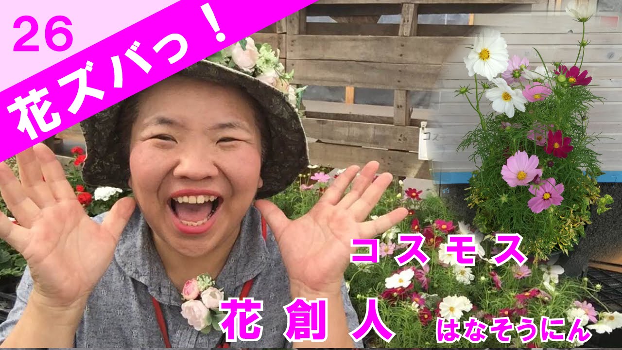 コスモス【花ズバっ！】26旬の花と寄せ植えの使い方紹介／花創人