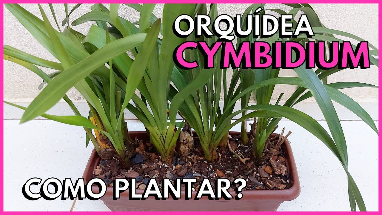 COMO PLANTAR ORQUÍDEA CYMBIDIUM?  Presente da @meriamorpelasorquideas