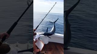 Marlin Fishing is Super Dangerous! #fishing #fisherman 🎥IG@chasing_nature16