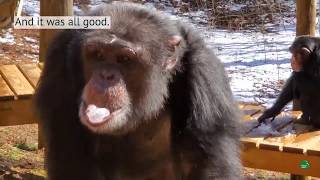 Chimpanzees in Snow!