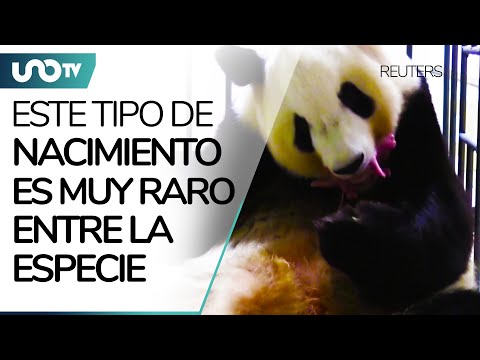 Warning cry!  Giant panda gives birth to twins.  So take care of them