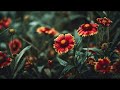 Blanket Flower Plant Information | Care & Benefits | Welcome to NVOOVN | A World of Cinematic Ani.